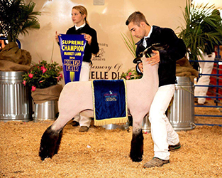 Sunrise Sheep Co Winners