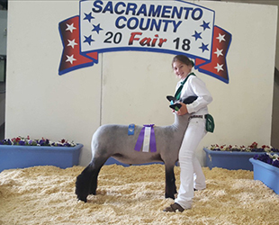 Sunrise Sheep Co Winners